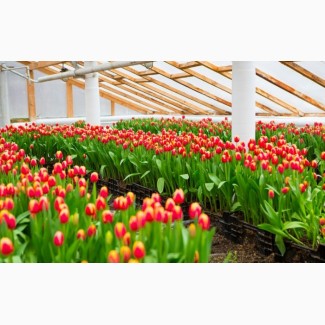 Цветовод в тепличный комплекс с тюльпанами