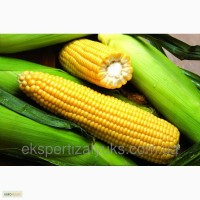 Гибриды семена кукурузы Лимагрейн (Limagrain)