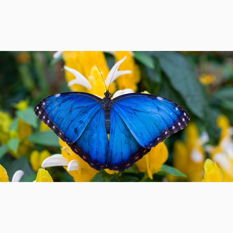 Фото 2/3. Продажа Живых тропических бабочек на 14 Февраля более 30 Видов