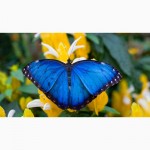 Продажа Живых тропических бабочек на 14 Февраля более 30 Видов