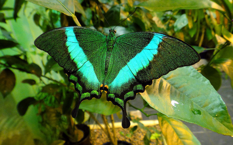 Фото 3. Живые тропические бабочки Зимой и Летом, Удивите ваших близких