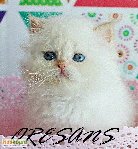 Фото 2. Чистокровные персидские котята