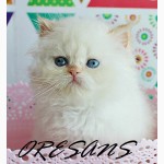 Чистокровные персидские котята