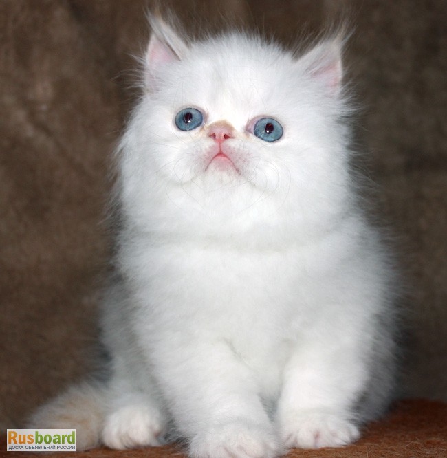 Фото 3. Чистокровные персидские котята
