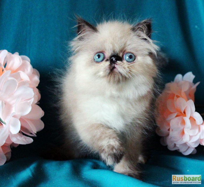Фото 5. Чистокровные персидские котята