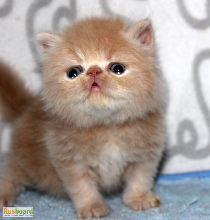Фото 6. Чистокровные персидские котята