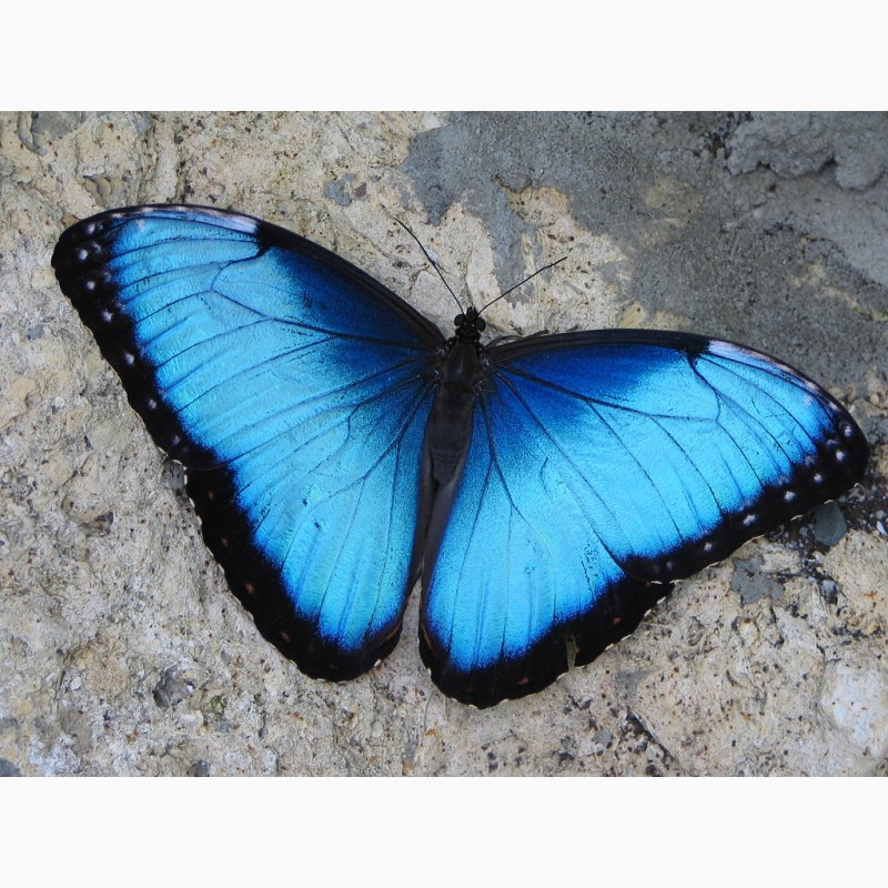 Фото 3/3. Продажа Живых тропических бабочек изФилиппин более 30 Видов