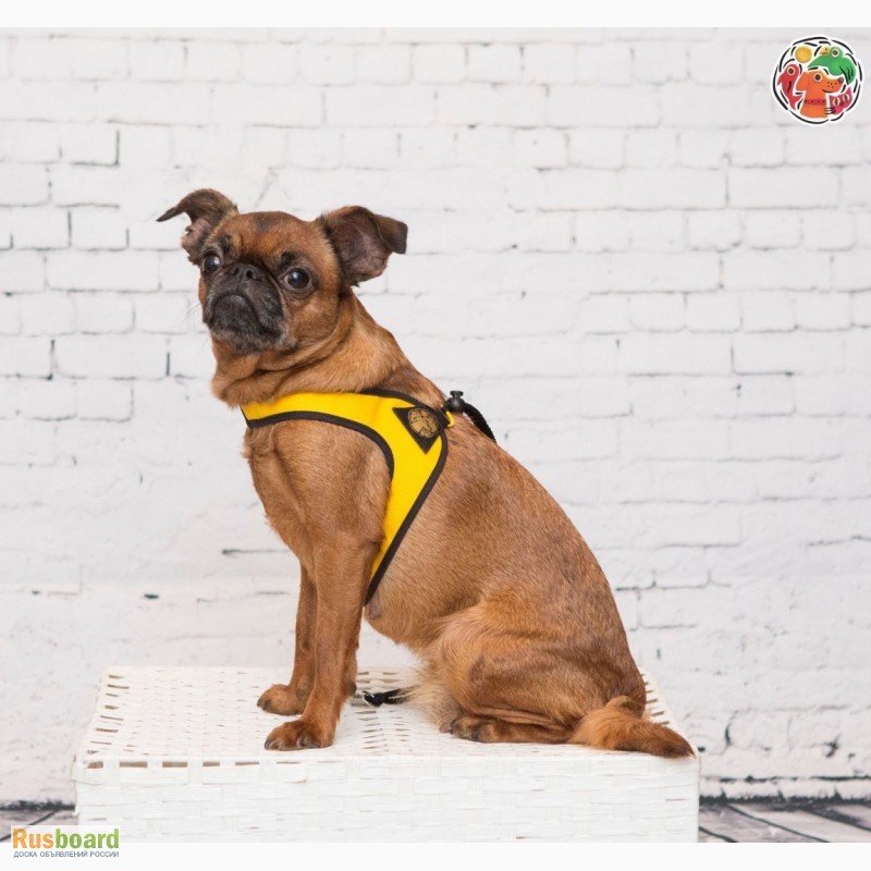 Фото 5. Купить шлейку для собаки в интернет магазине