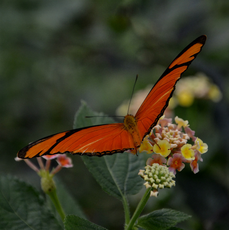 Фото 2. Тропические Живые Бабочки изЧили