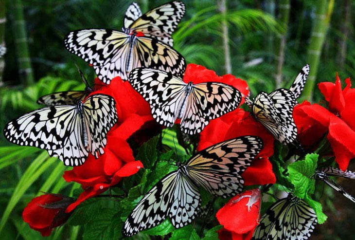 Фото 3. Тропические Живые Бабочки изЧили