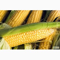 Гибриды семена кукурузы ДКС (МОНСАНТО, Monsanto)