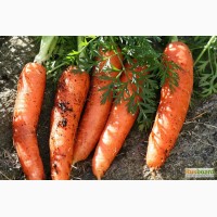Морковь свежая оптом