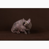Самая удивительная кошка - Эльф, бамбино, сфинкс