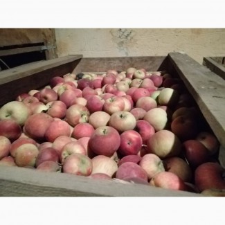 Продам яблоки. 55+. Урожай 2018. Сорта разные