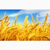 Продаю пшеницу в Иран