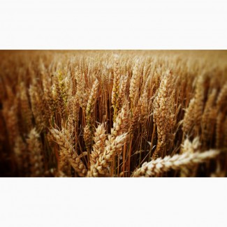 Семена озимой пшеницы Лидия, Ермак, Аскет, Станичная, Зерноградка 11