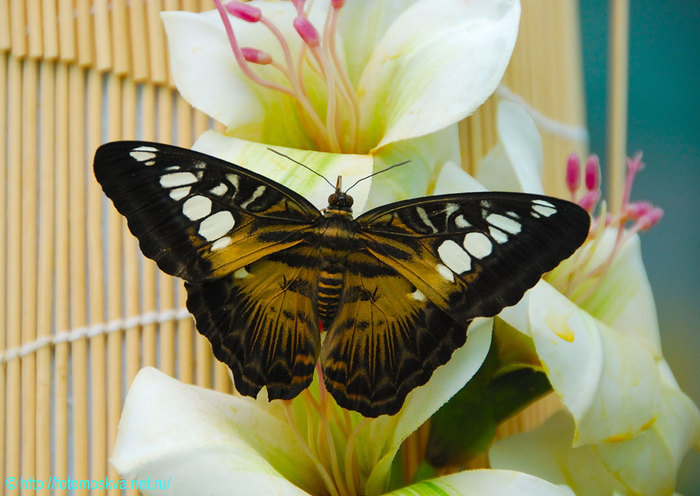 Фото 1/2. Живые тропические бабочки Зимой и Летом, Удивите ваших близких