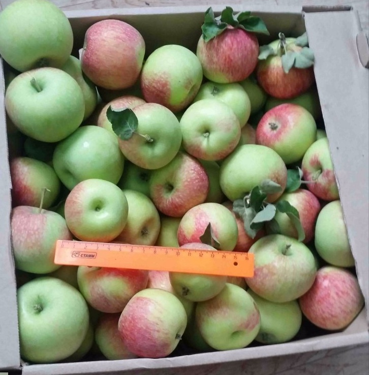 Фото 2. Продаем яблоки оптом урожая 2019