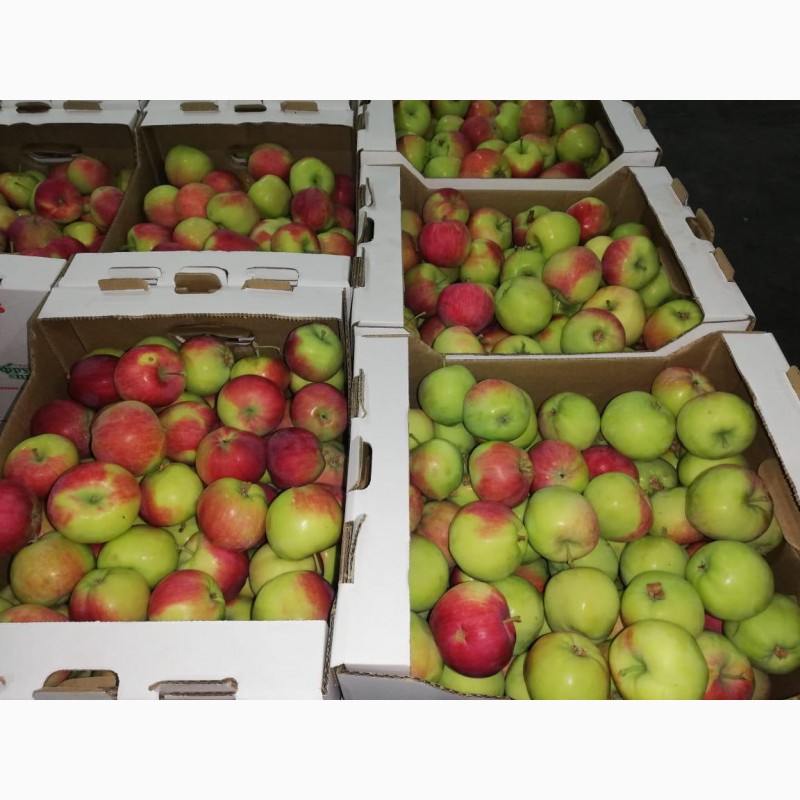 Фото 3. Продаем яблоки оптом урожая 2019