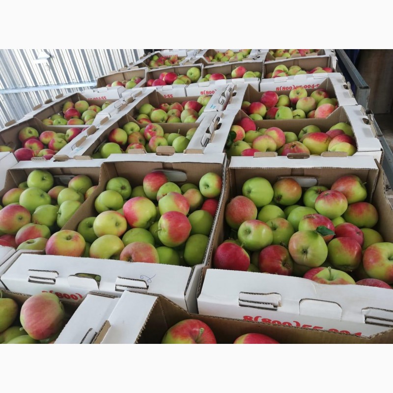 Фото 4. Продаем яблоки оптом урожая 2019