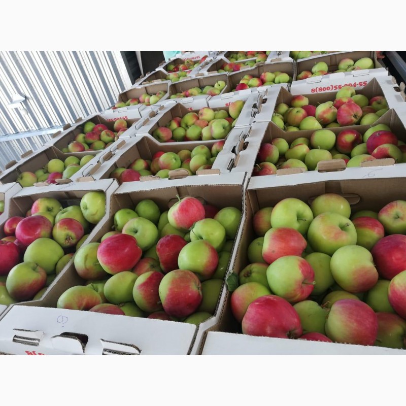 Фото 5. Продаем яблоки оптом урожая 2019