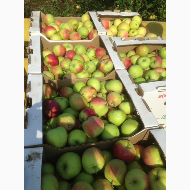 Фото 6. Продаем яблоки оптом урожая 2019