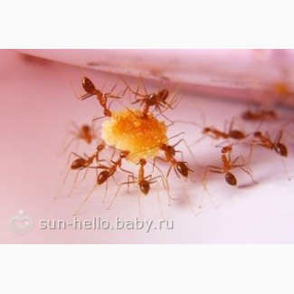 Уничтожение муравьев в Орле холодным туманом