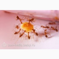 Уничтожение муравьев в Орле холодным туманом