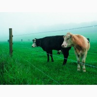 Электропастух для домашнего скота