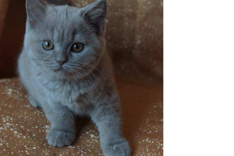 Фото 1/3. Британские котята питомника Mendeleev