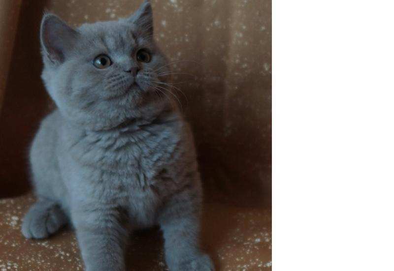 Фото 2/3. Британские котята питомника Mendeleev