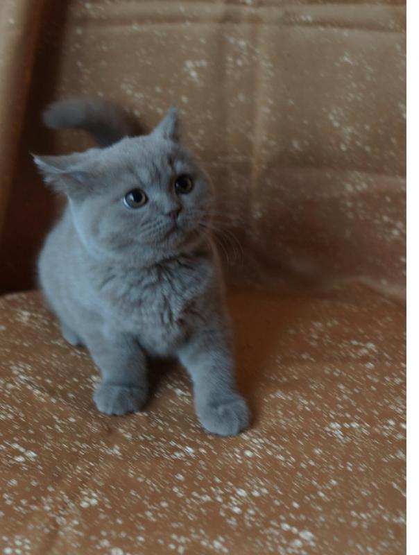 Фото 3. Британские котята питомника Mendeleev