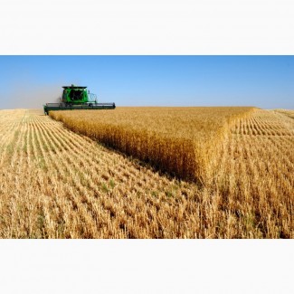 Семена озимой пшеницы Дуплет, Безостая 100, Алексеич, Таня, Юка