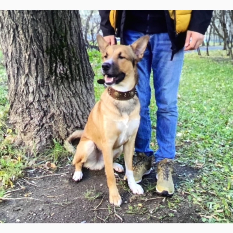 Фото 3. Пес из парка Кузьминки