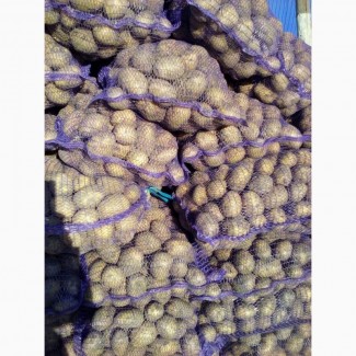 Картофель гала оптом от производителя 9 р/кг