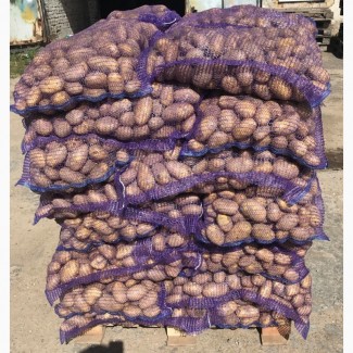 Продаю картофель 5+ напрямую от поставщика оптом от 1 тонны