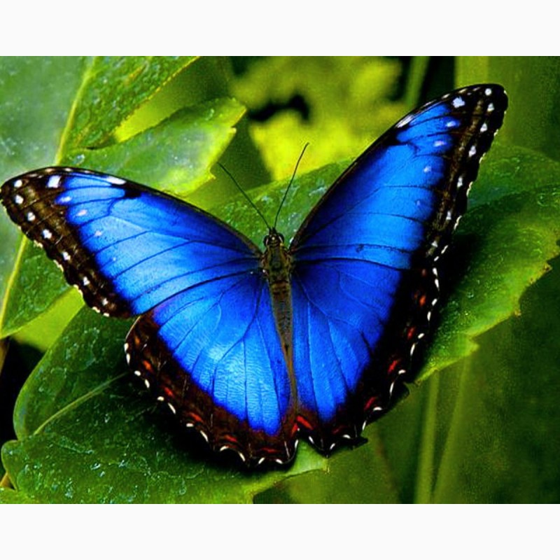 Фото 1/3. Продажа Живых тропических бабочек из Африки более 30 Видов