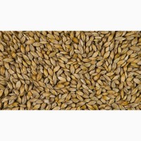 Экспорт пшеницы, ячменя, кукурузы (фураж) FOB, CIF