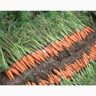 Закупаем Морковь на постоянной основе