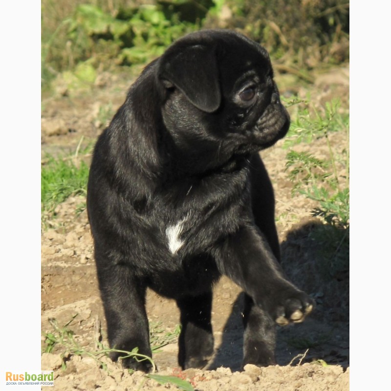 Фото 5. Мопс щенки из питомника черные и бежевые