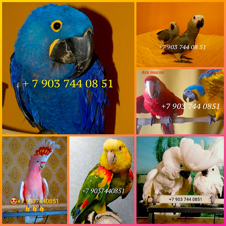 Фото 1/1. Продажа птенцов элитных попугаев