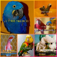 Продажа птенцов элитных попугаев