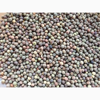 ООО НПП «Зарайские семена» закупает семена: горох полевой пелюшка от 20 тонн