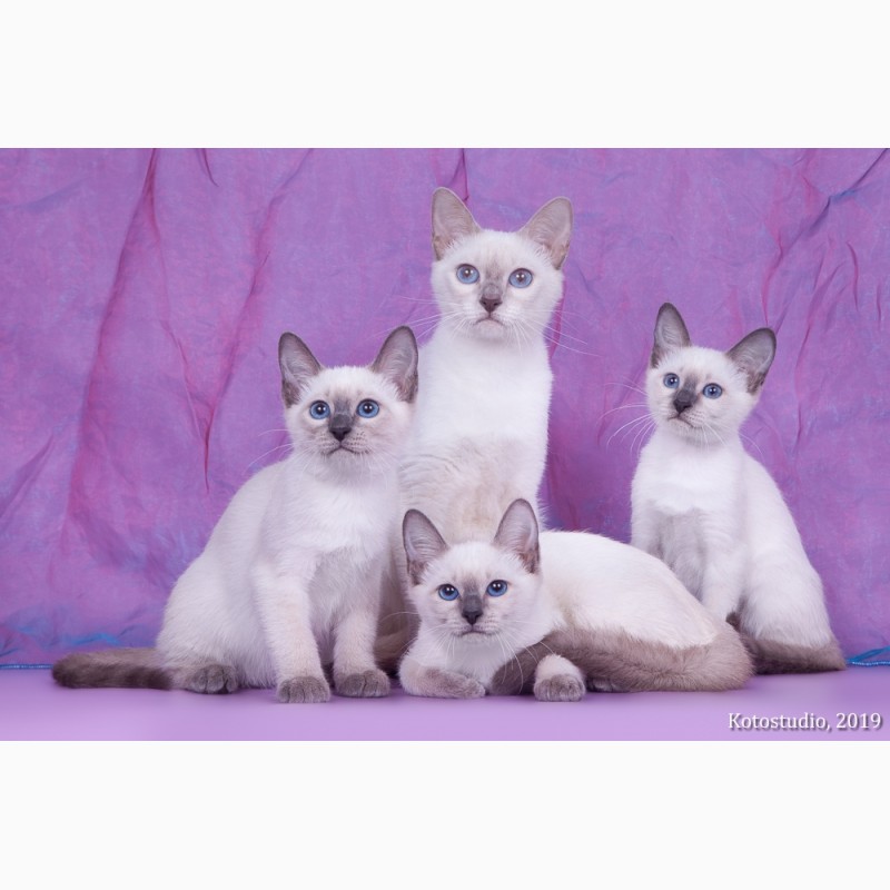 Фото 7. Тайские котята
