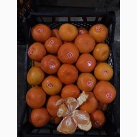 Продам мандарин абхазский