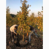 Саженцы плодовых деревьев в питомнике Грандсад Раменское