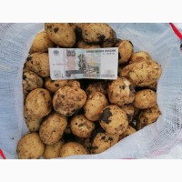 Продам овощи: картофель, кабачки, крыжовник
