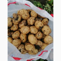 Продам овощи: картофель, кабачки, крыжовник