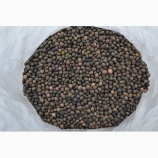 ООО НПП «Зарайские семена» закупает семена Вики яровой от 40 тонн