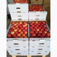 Яблоки 60+ оптом от производителя